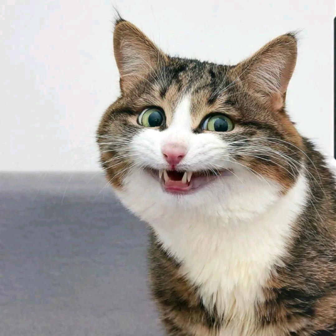 小野猫