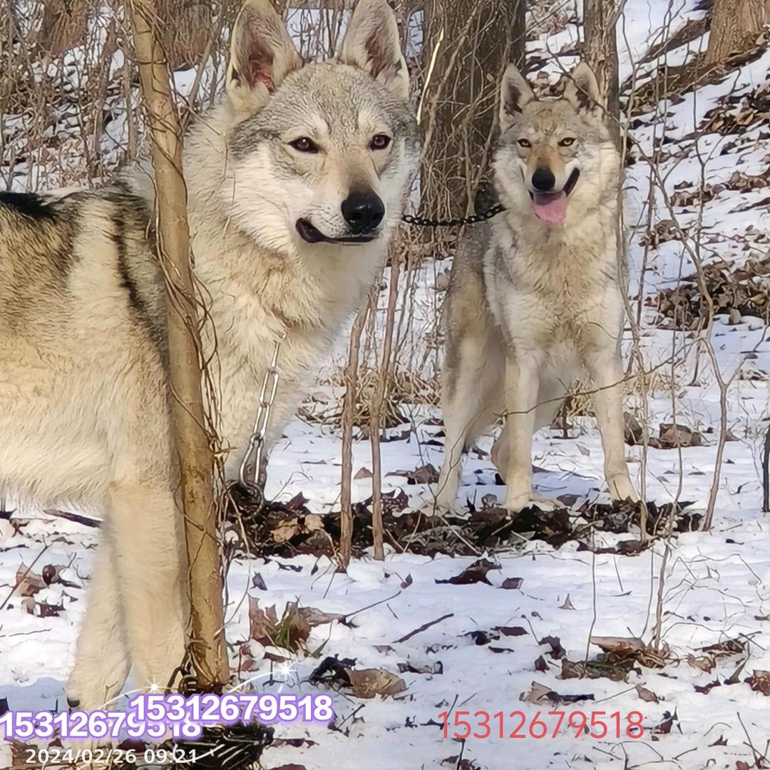 捷克狼犬繁育徐州