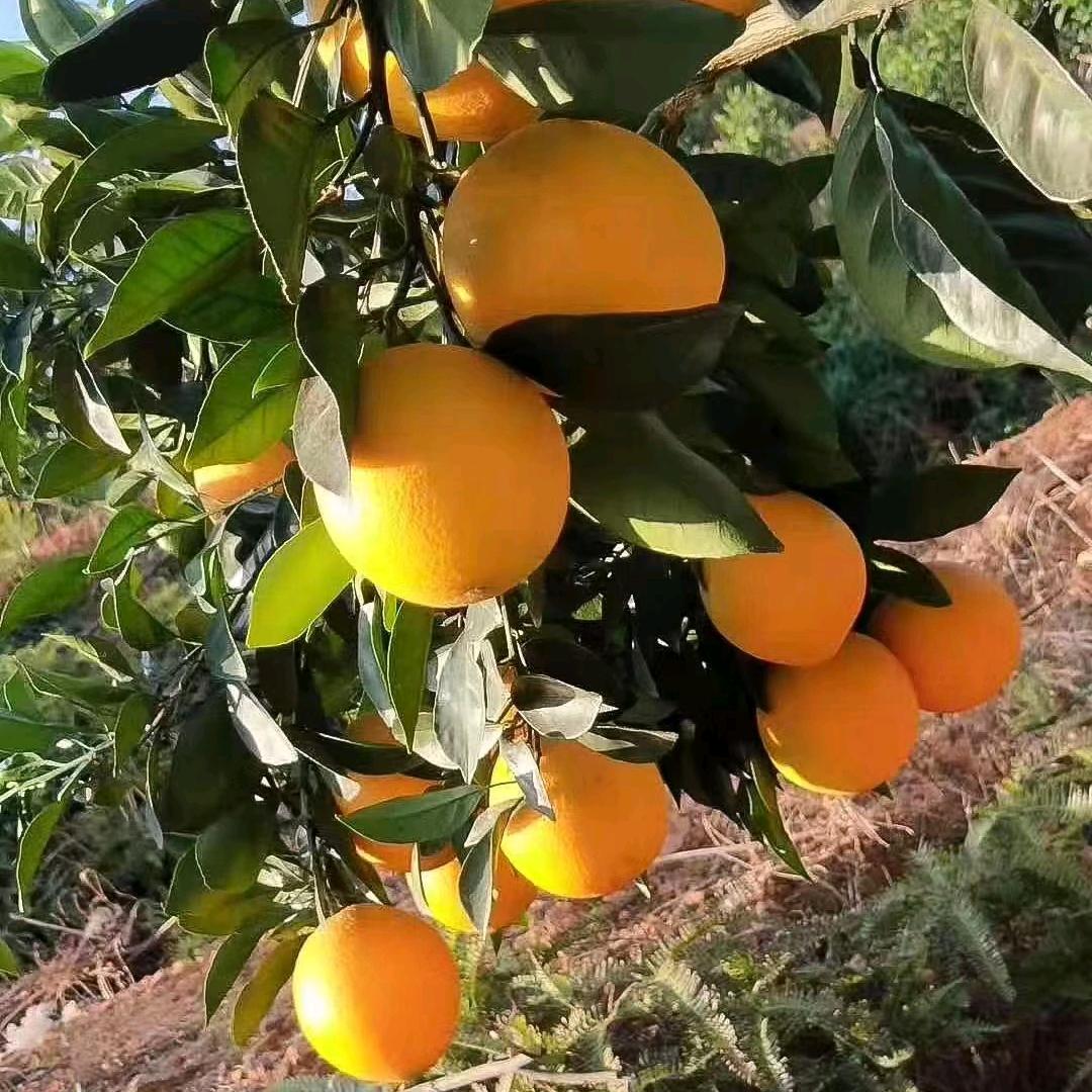 玉华