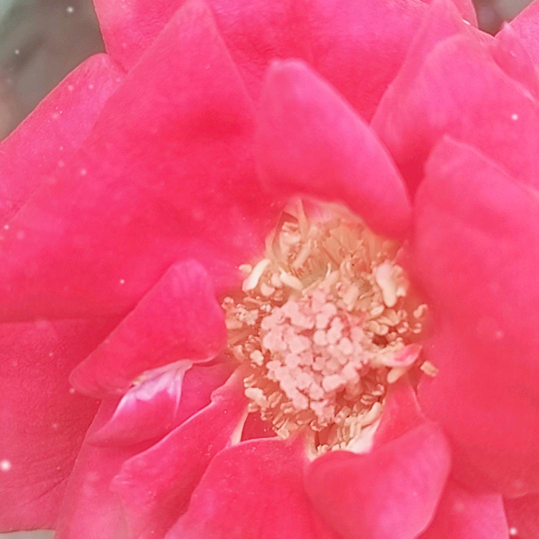 寂寞的刺猬👍👍