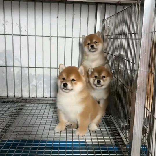 阿文宠物养殖场