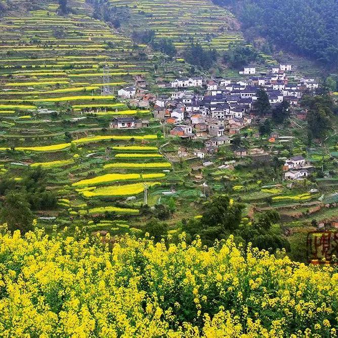 书记小项喊你回村