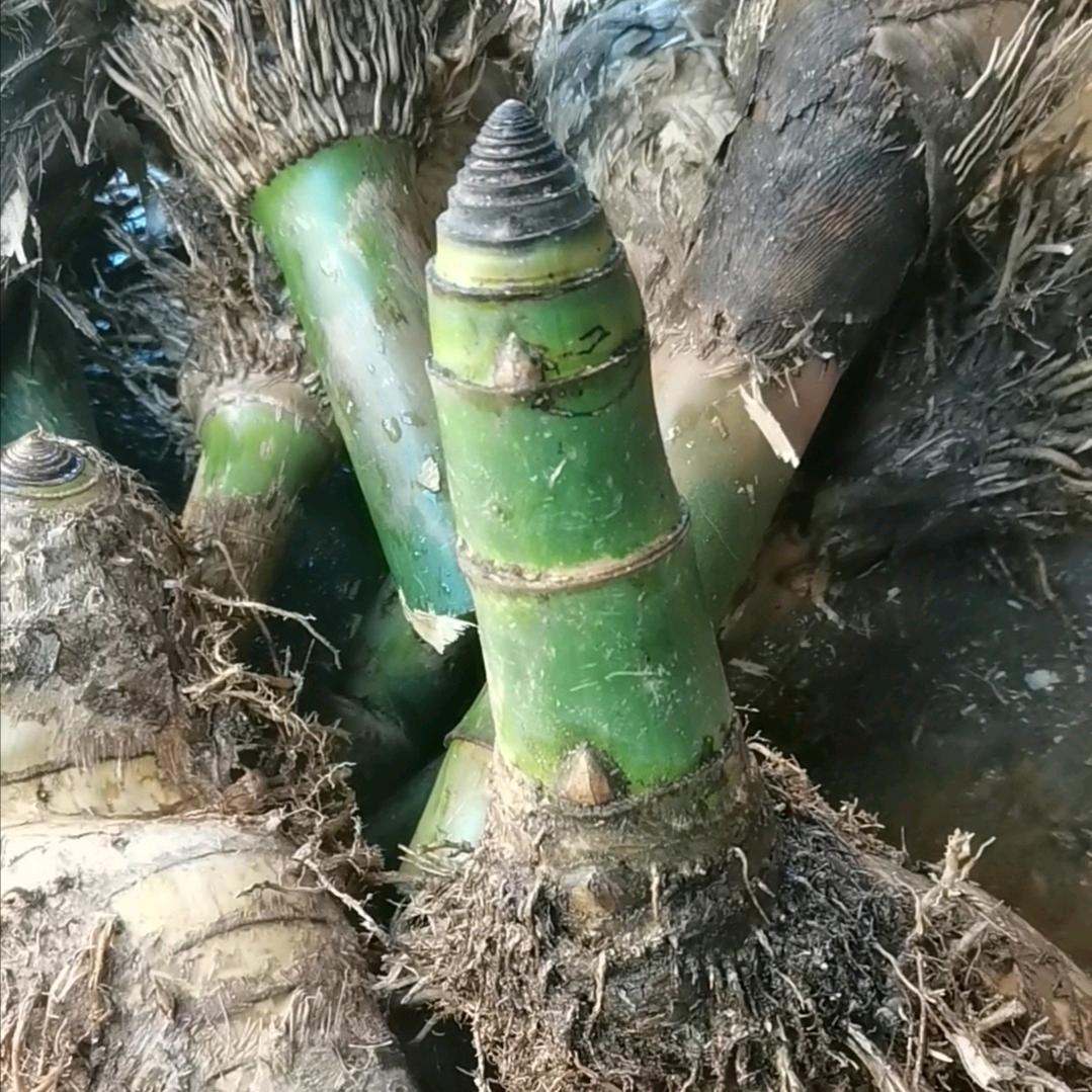 小叶簕竹盆艺（大型基地批发）