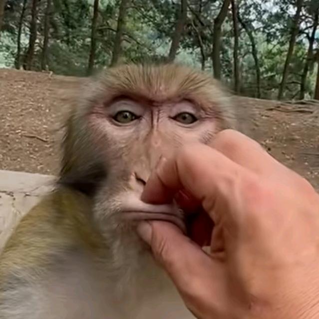 碎嘴子的牛