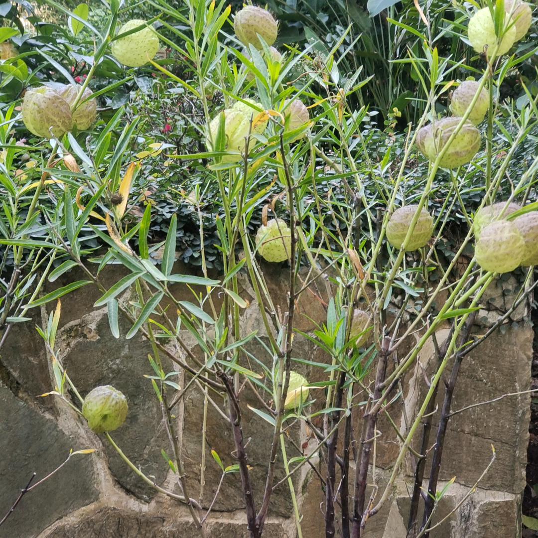 🎉🎉子✨✨风🍮🍮