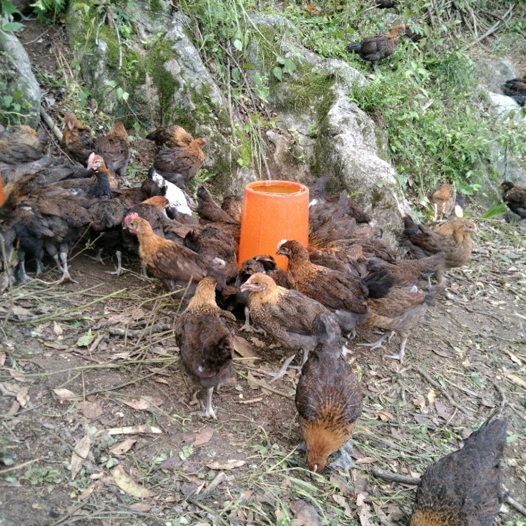 水电安装＋散养土鸡