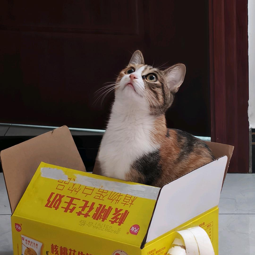 爆抱龙