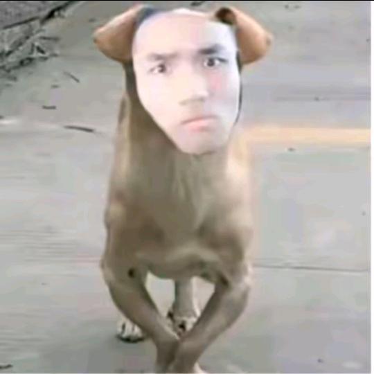 贵州顶针⁵²⁹