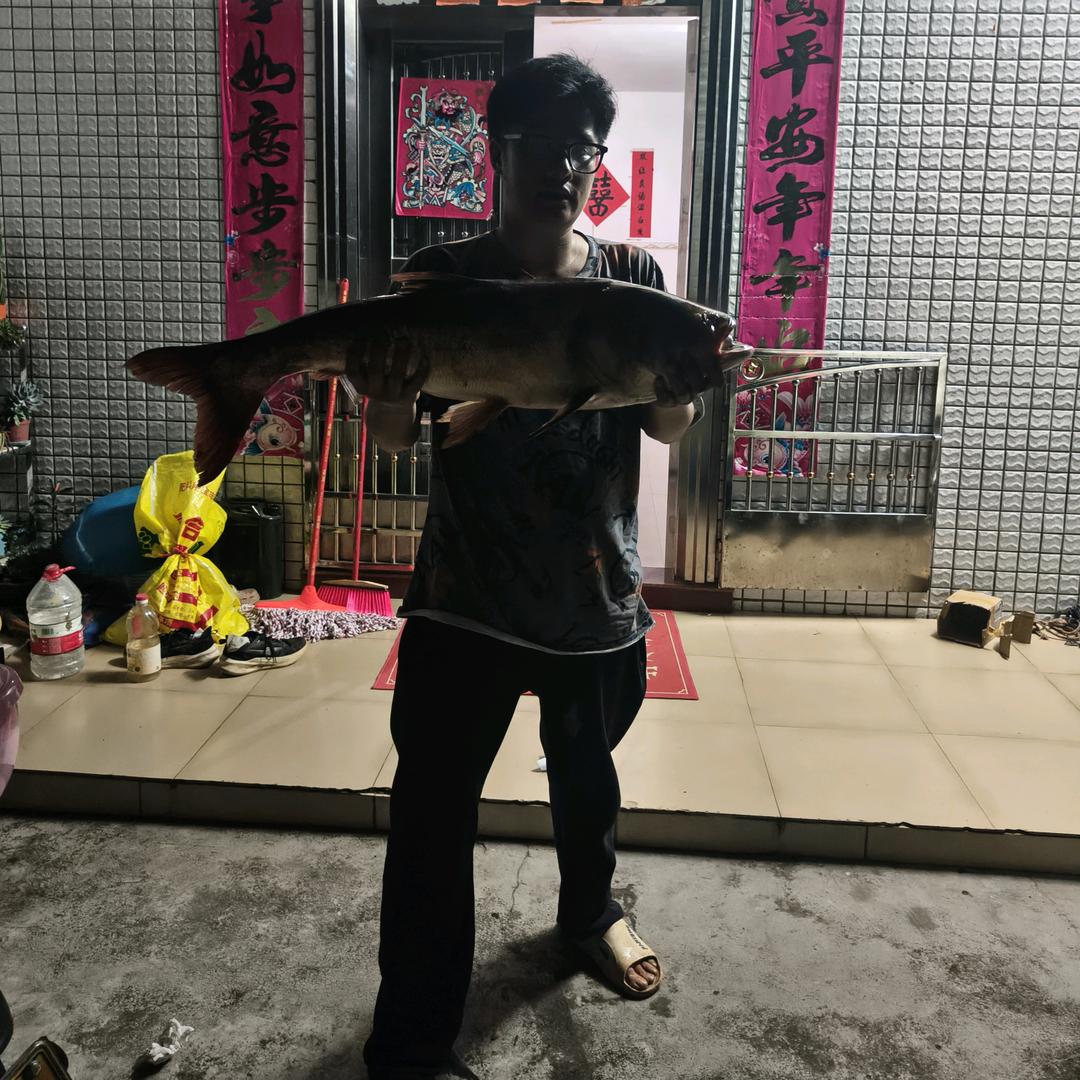 罗定 山鸡