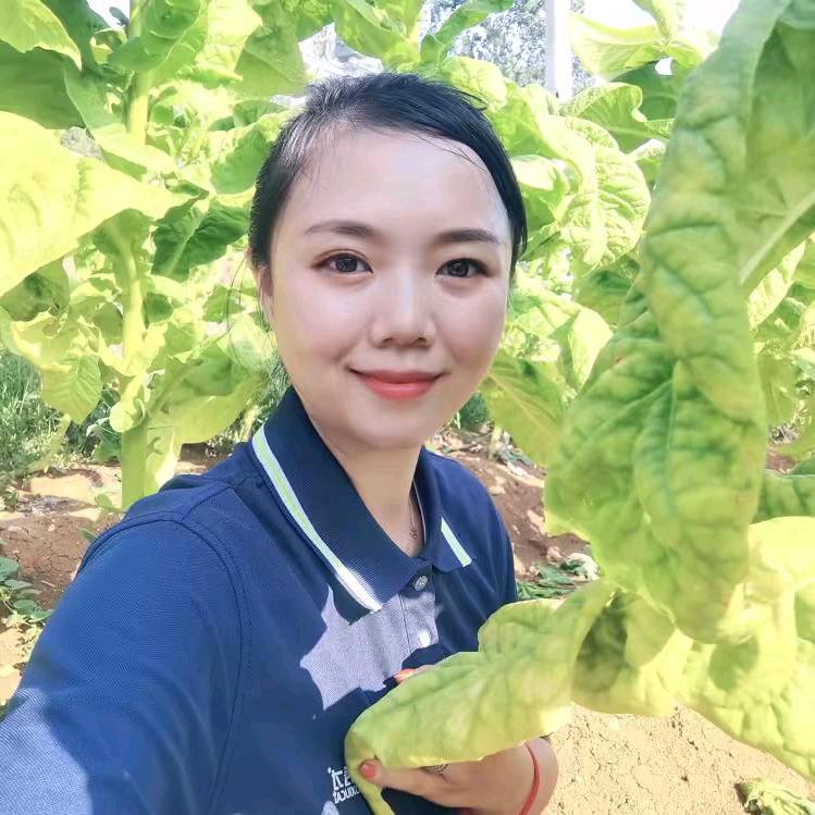 科学种烟 张薇