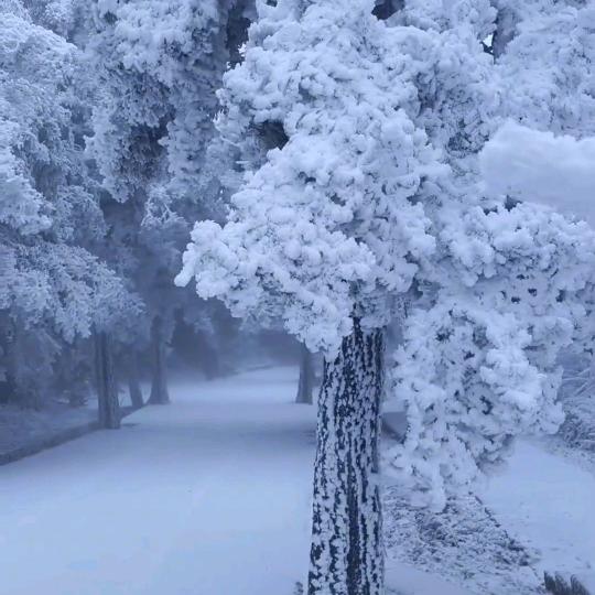 踏雪无痕（不定时直播）1️⃣晟