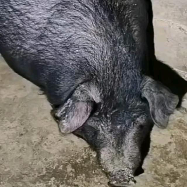 贵州农村散养土猪