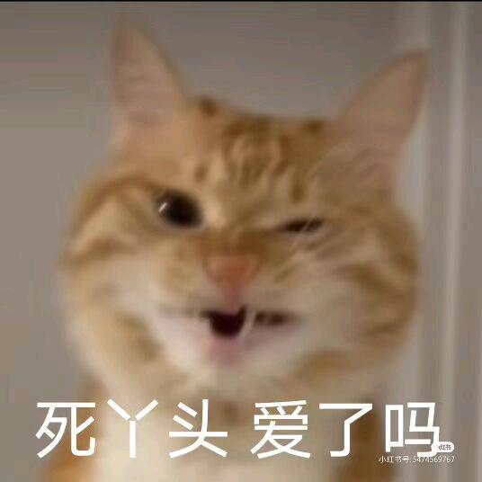 张香香🐰