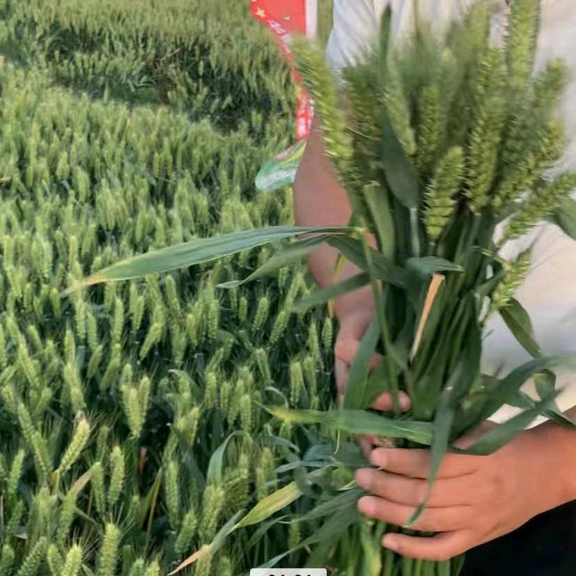 河南年年丰种业