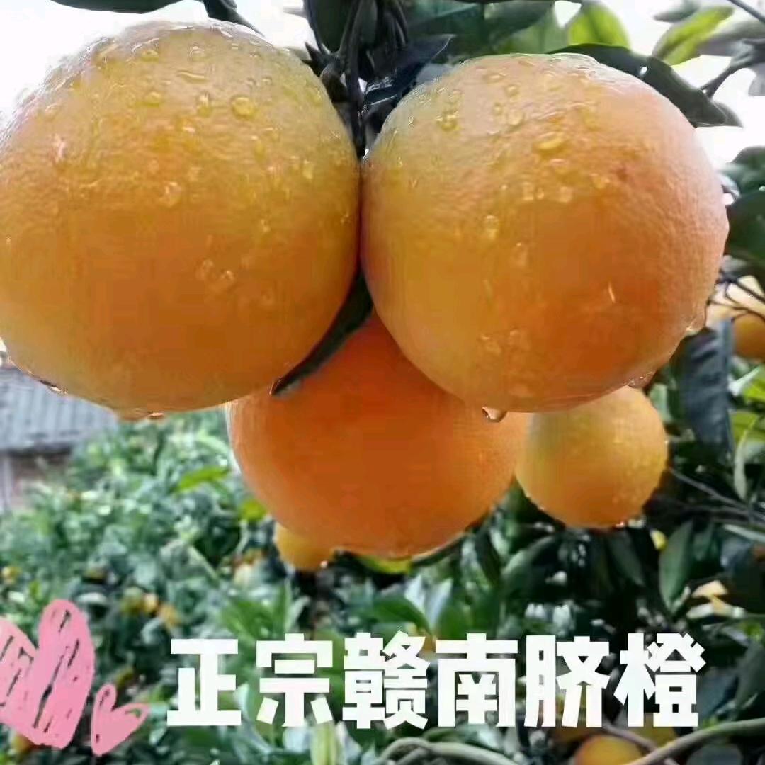 龙游天下