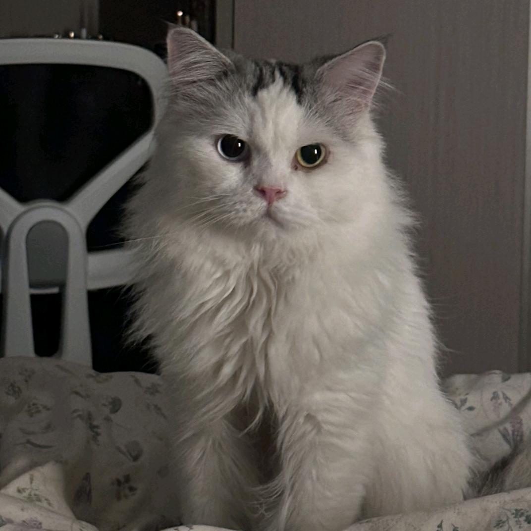 熊猫猫猫猫