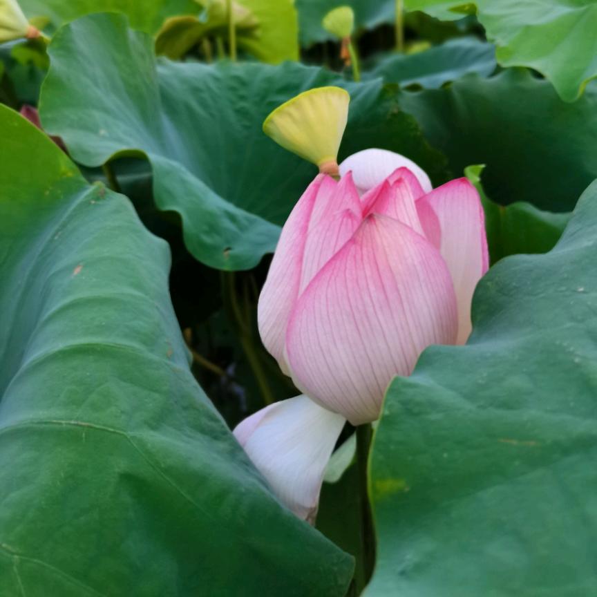 毅威