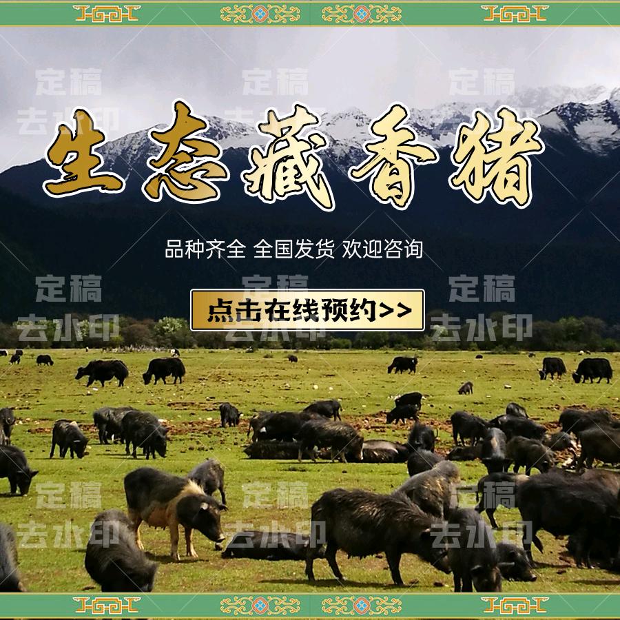 黑猪老表-专业收购藏香猪