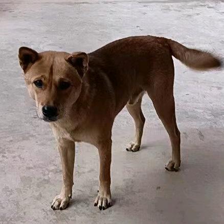 雲游野鶴 湖南.株洲.南洲