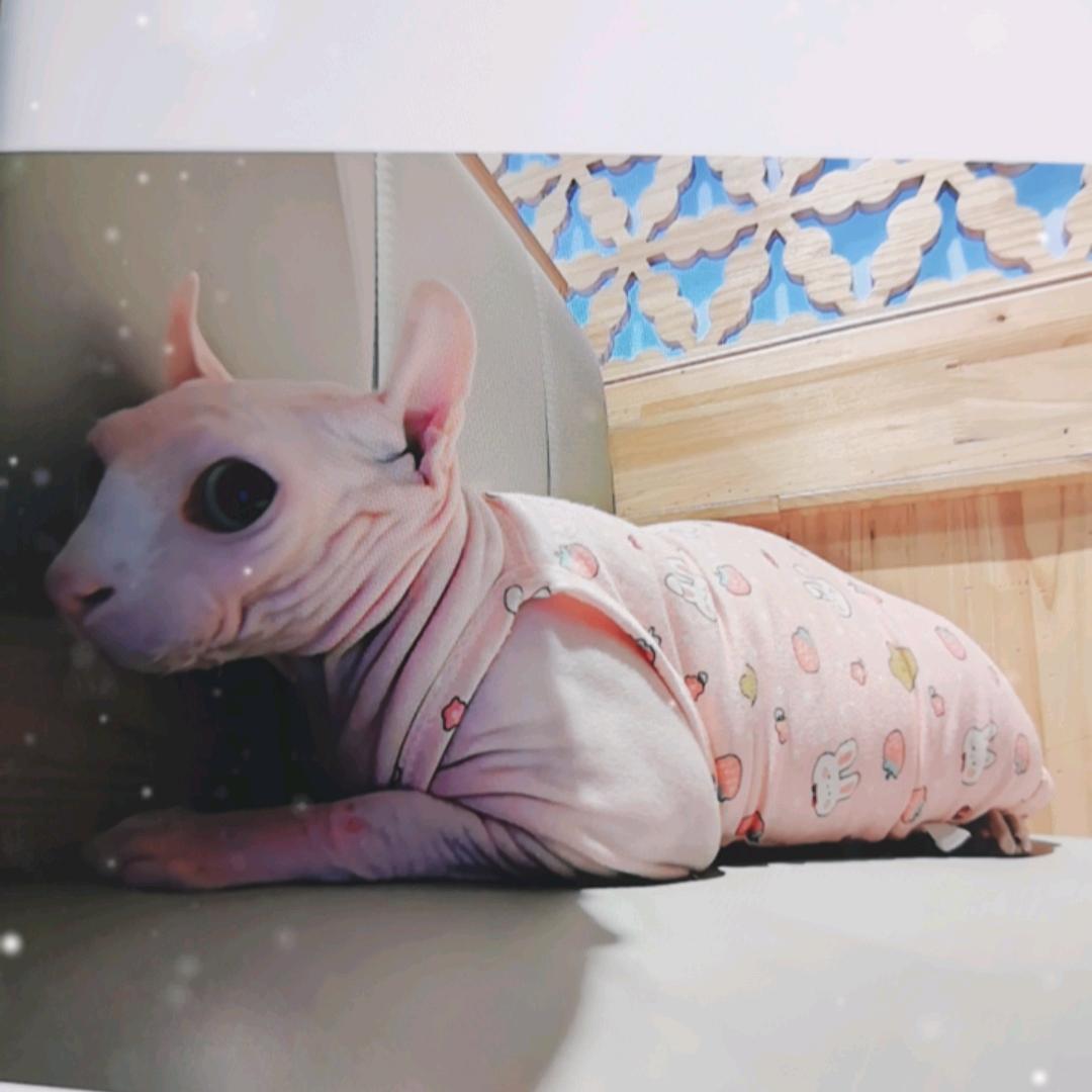摆烂的日子