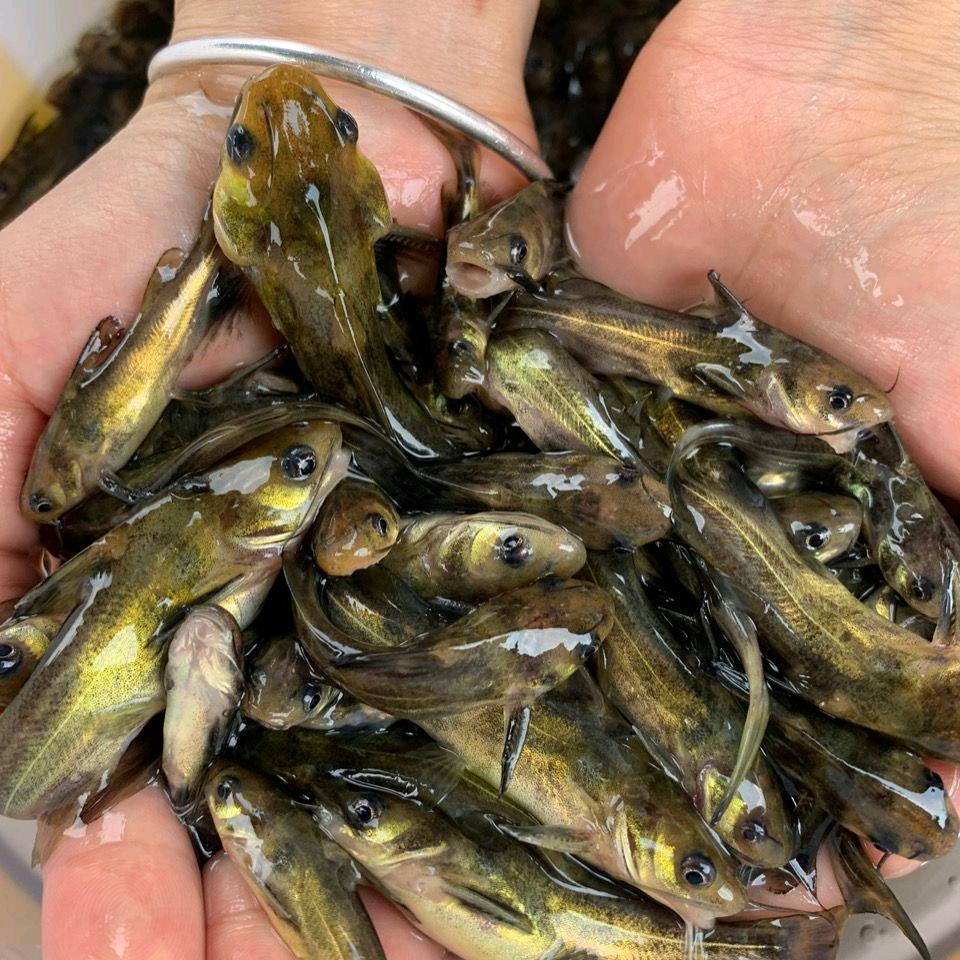 连云港名蛭生态科技有限公司