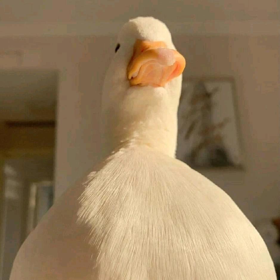 小姜