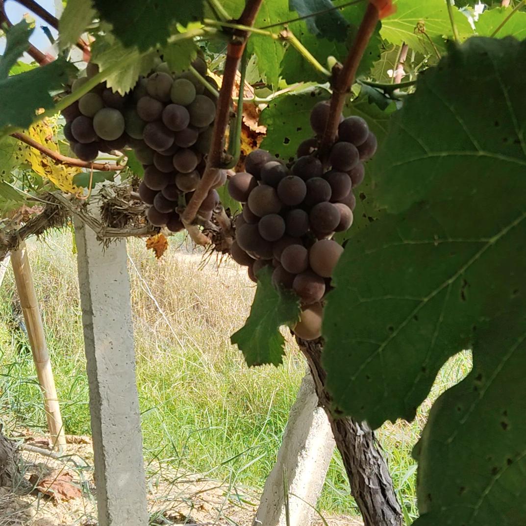 心心相印不离不弃