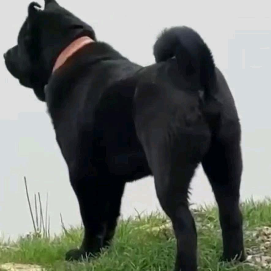 🐕痴情的蚂蚁！🐕散养黑山羊土狗🐐