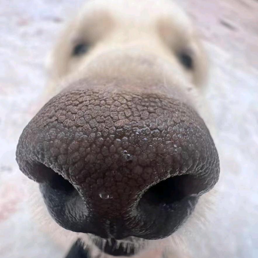 511