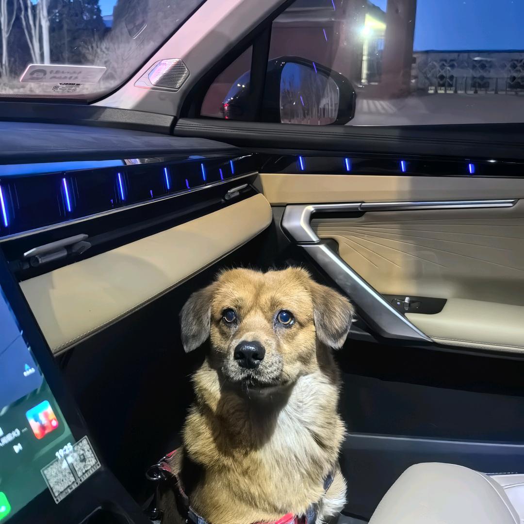 狗莱的天