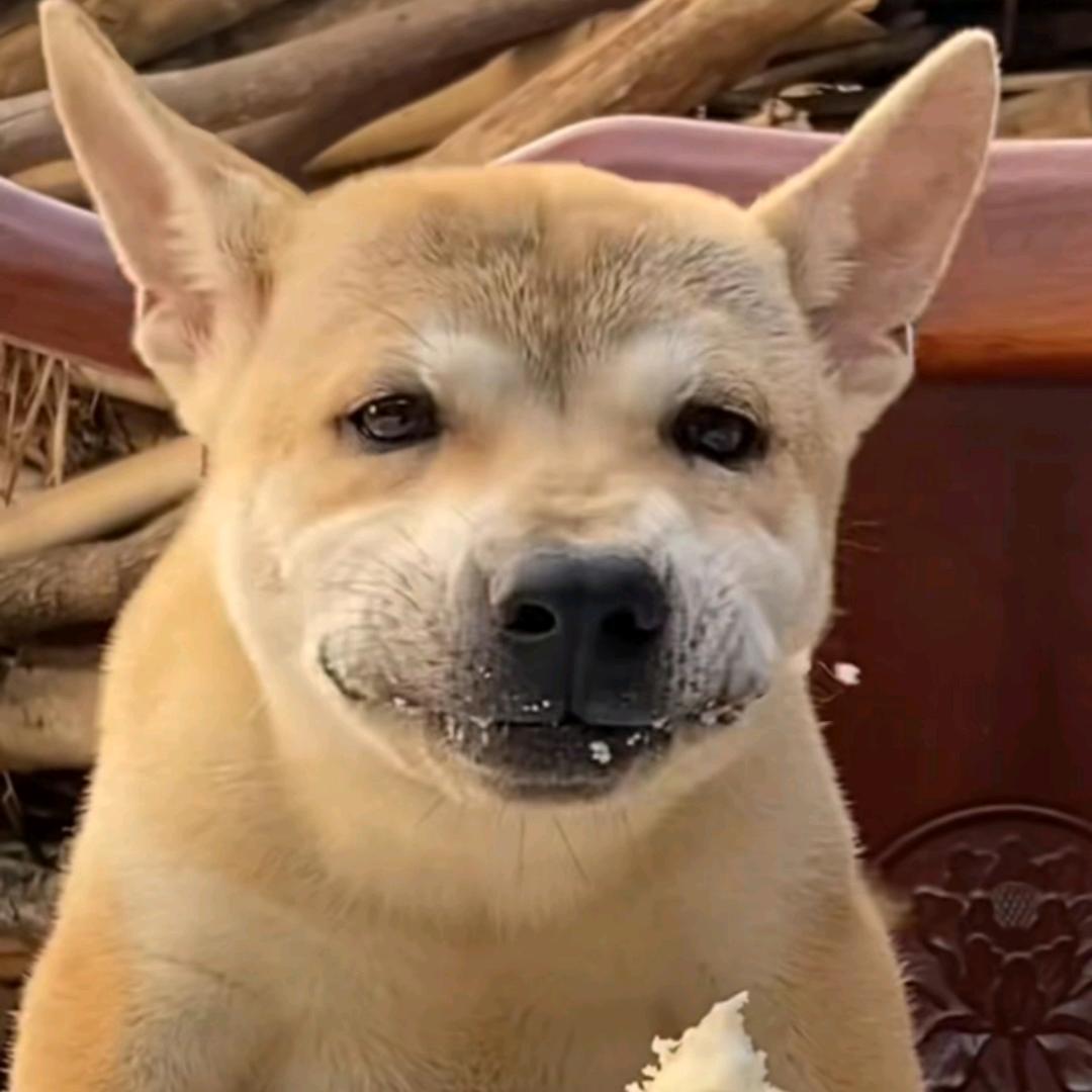 陈豐苟（四海皆可✈