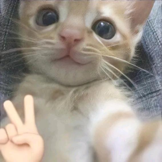 火烈鸟.