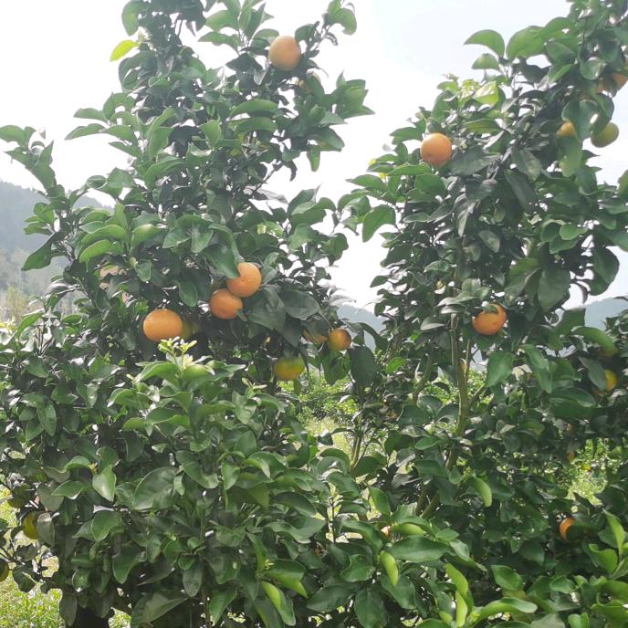 黔南农资人小李