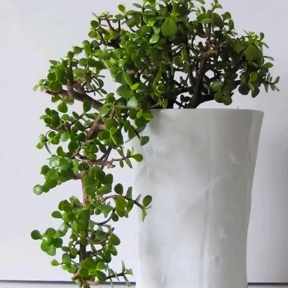 哥有棒棒糖