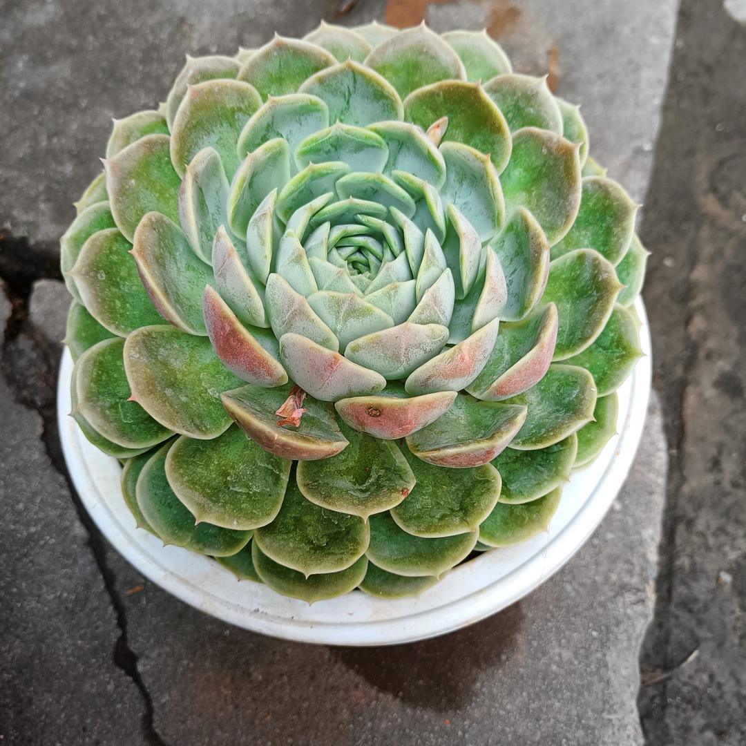 花儿开