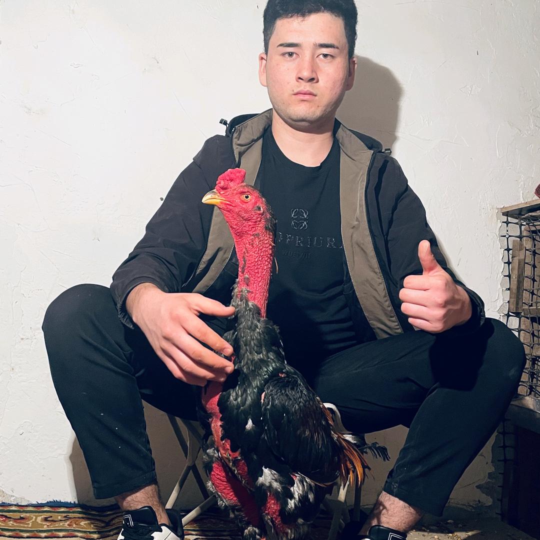 库车 （小越南斗鸡养鸡场）