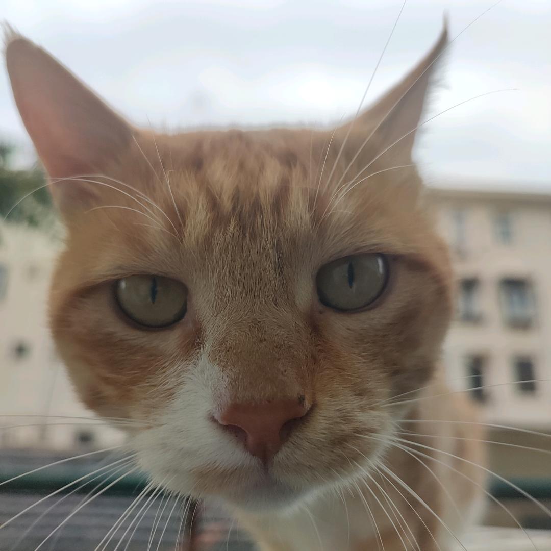 捡了个猫🐱