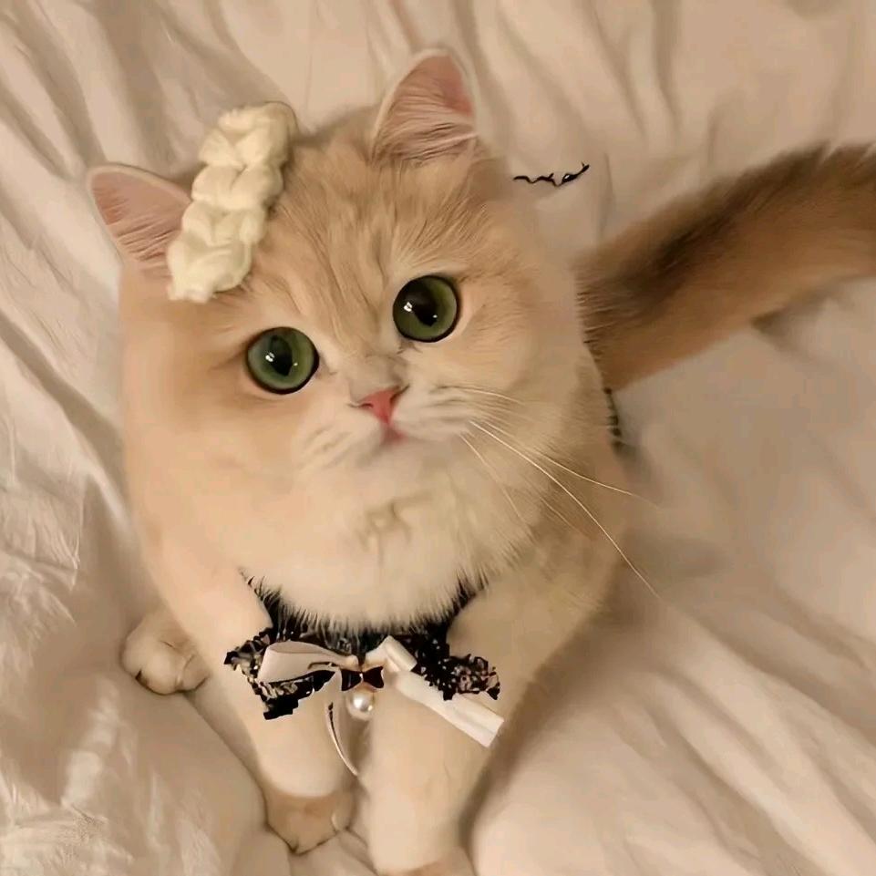一只招财猫🐱