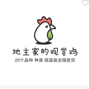 地主家的观赏鸡