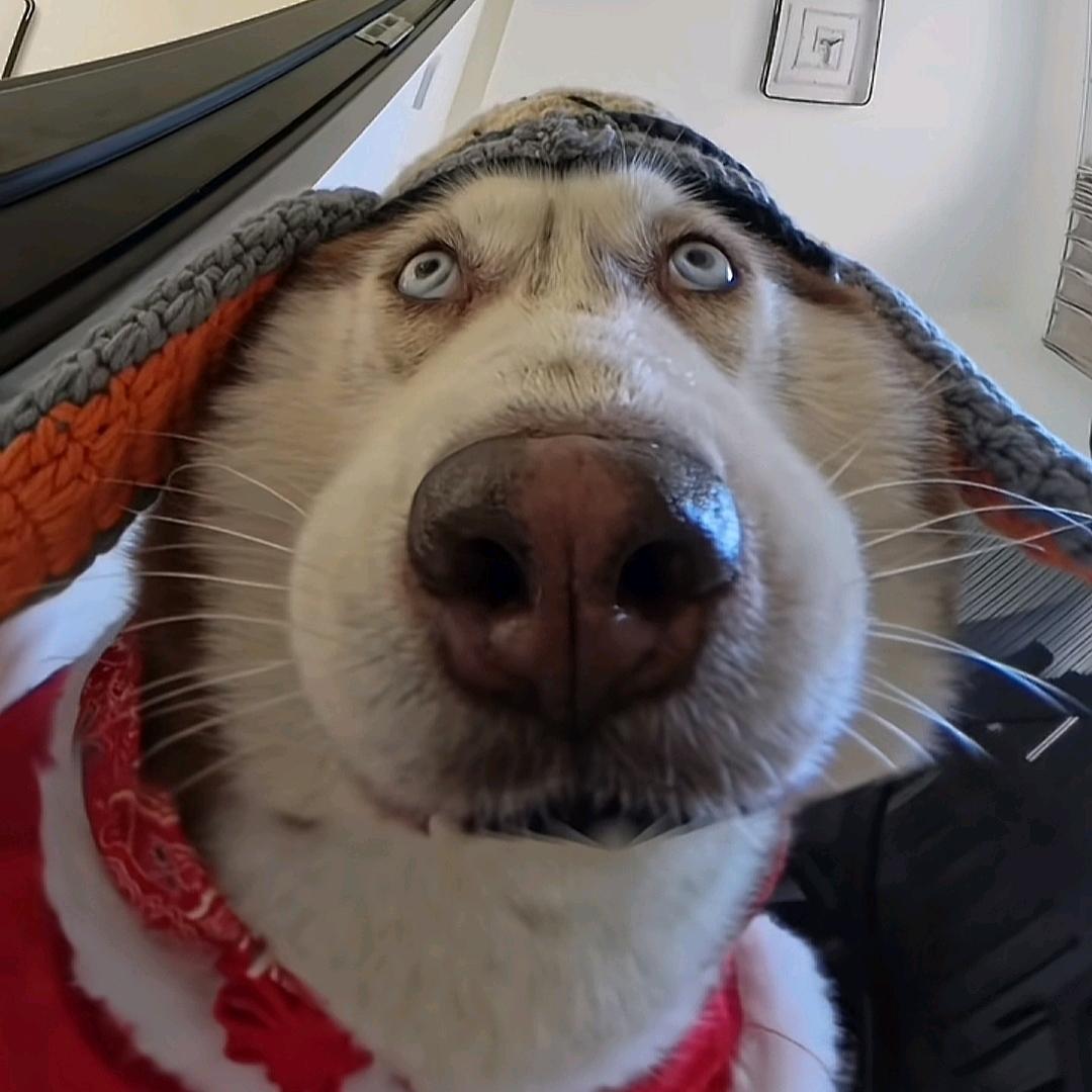 扶老蟑螂过马路被屎壳郎无证驾屎撞飞八米远