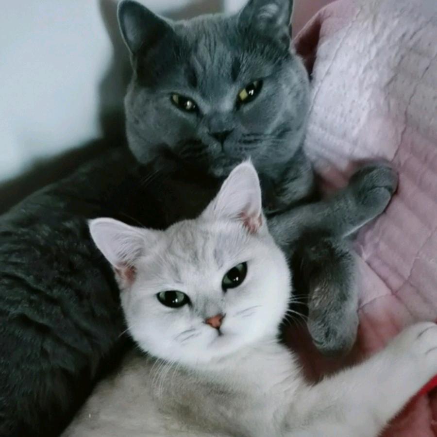 我和流浪猫的故事