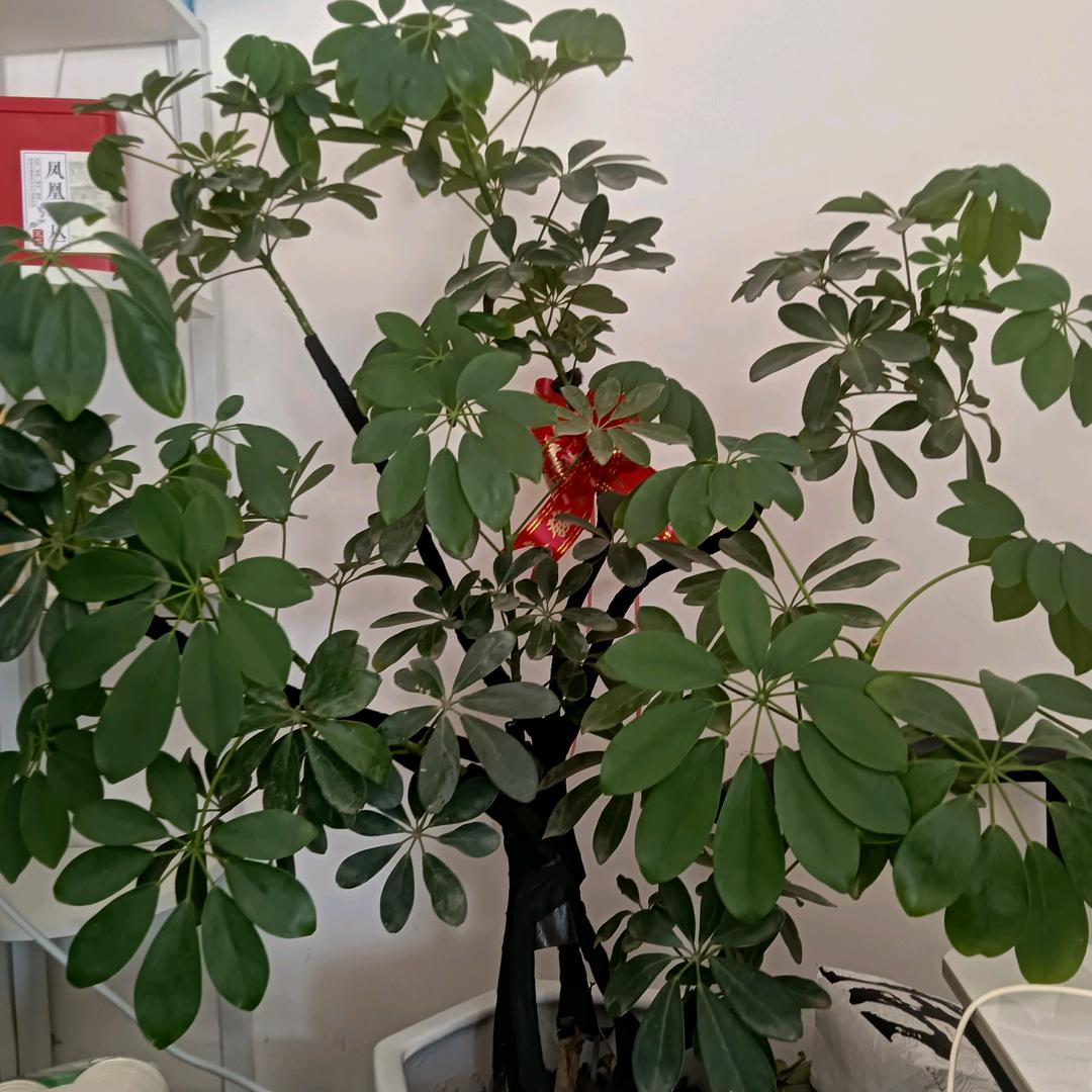 朕的琴儿🌹