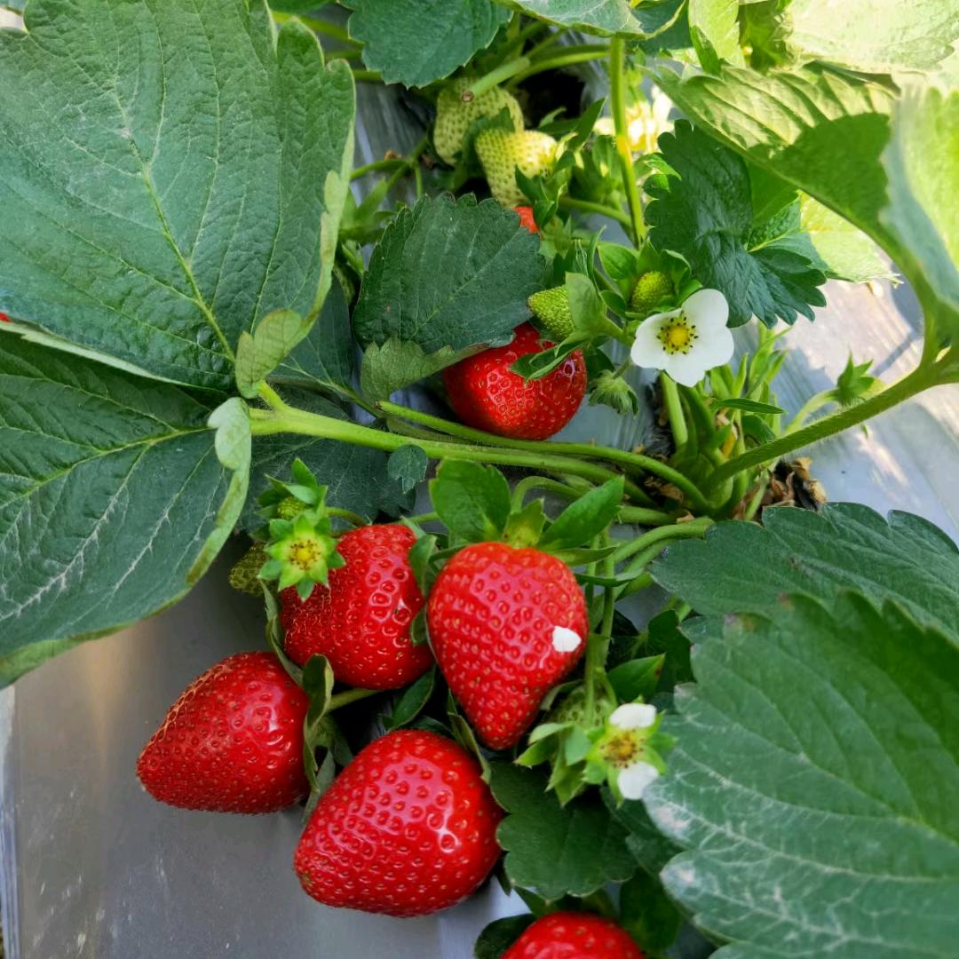 草莓🍓