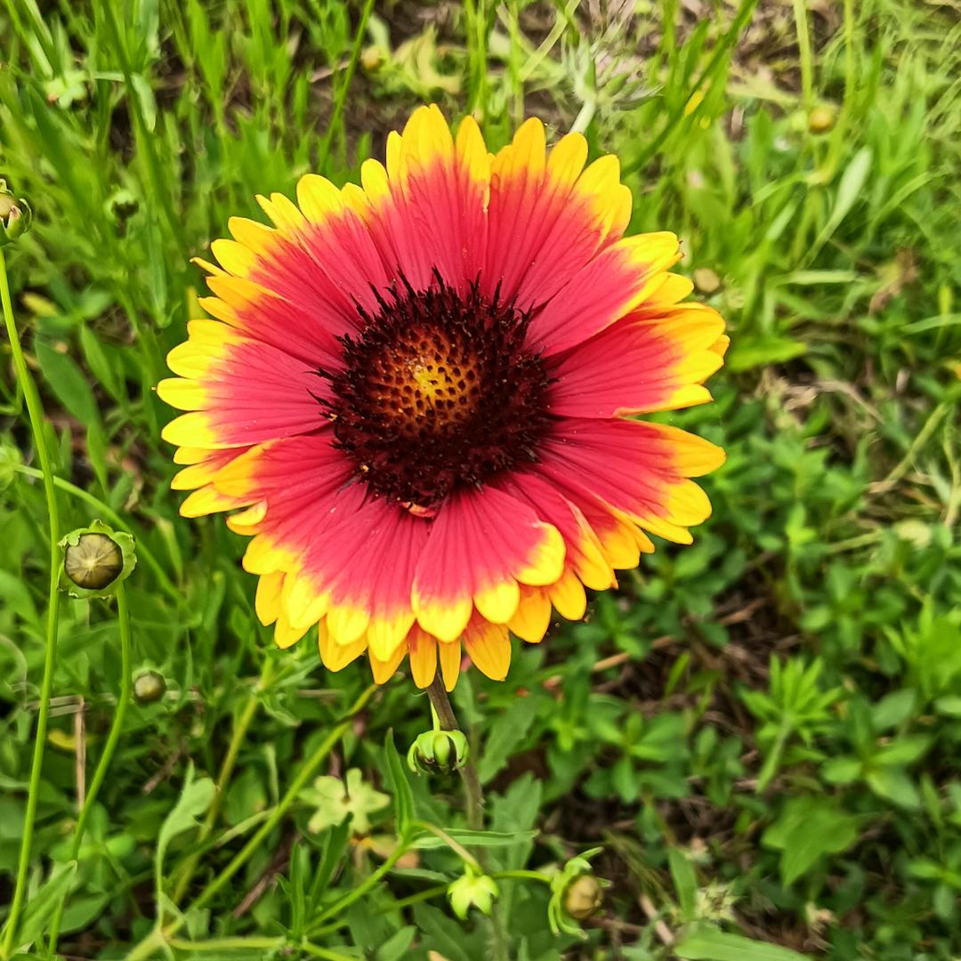 蝶恋花