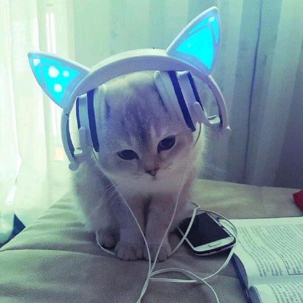蝴蝶仙子