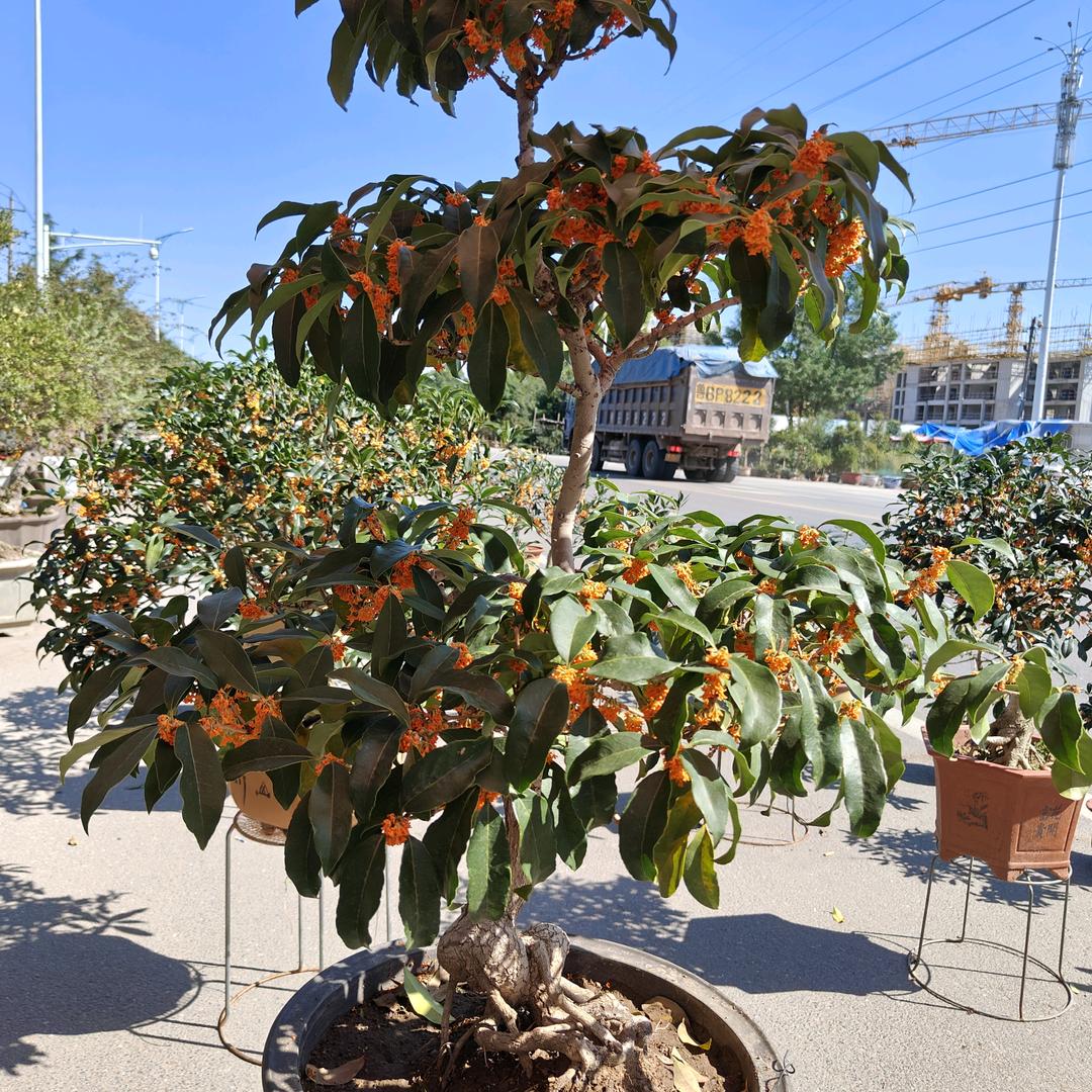 明彦花卉