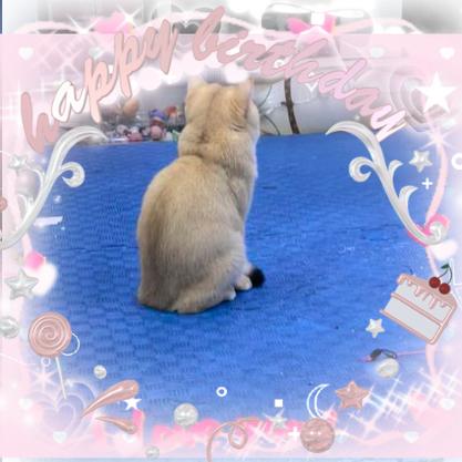 小东真的很困😌