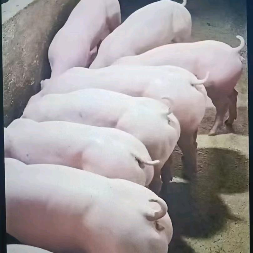 鑫通种猪