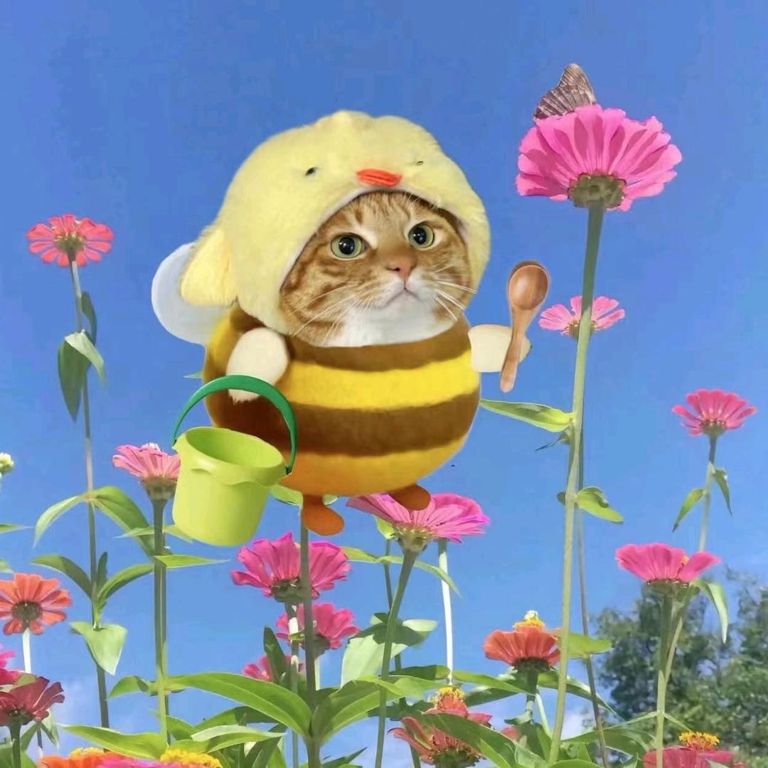 肥肠嫁给粉