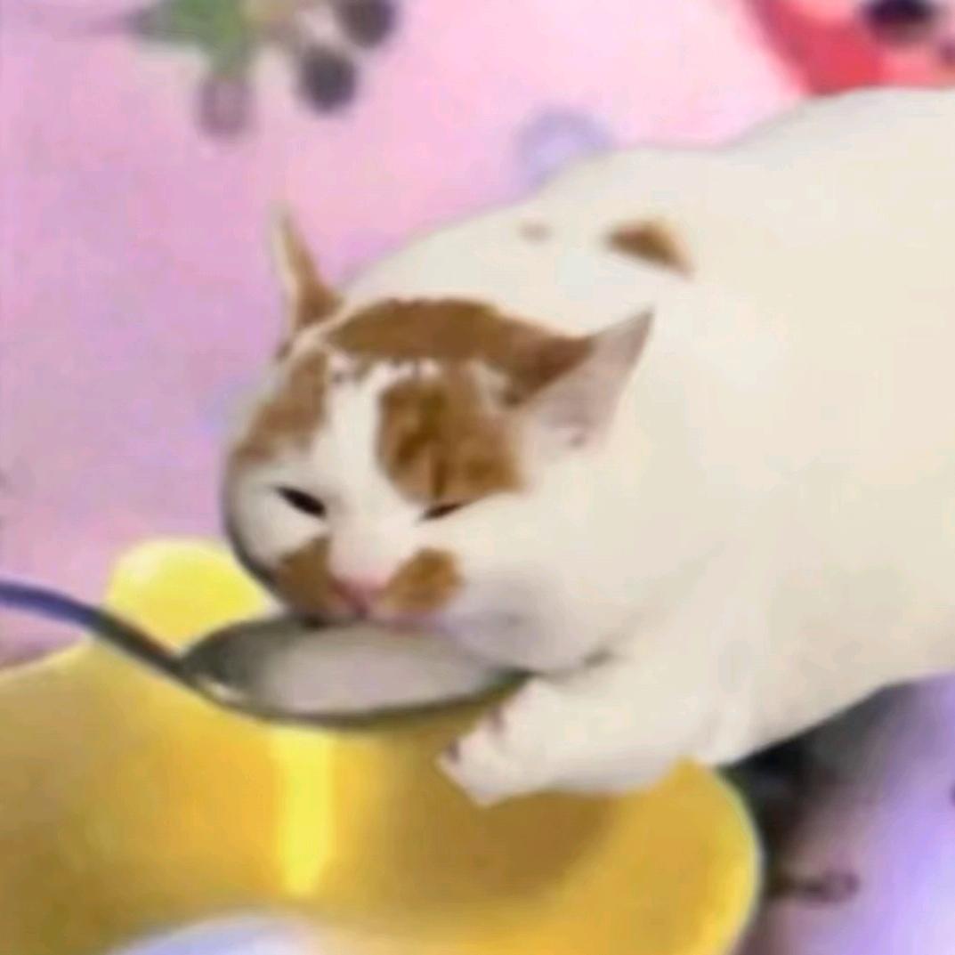 猫大厨/ᐠ - ˕ -マ Ⳋ